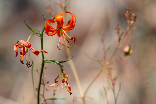 Lilium pumilum
