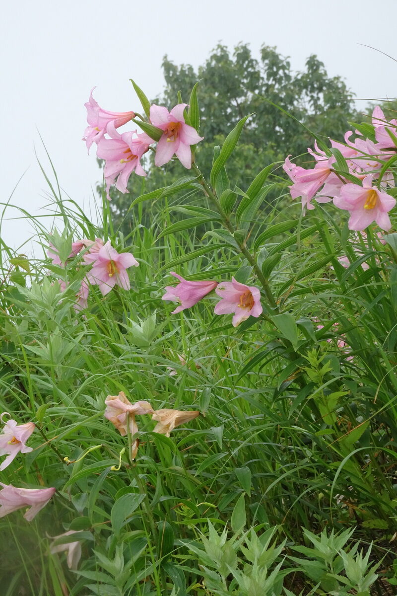 Lilium rubellum — photo
