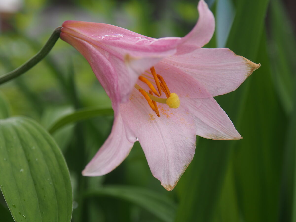 Lilium rubellum — photo