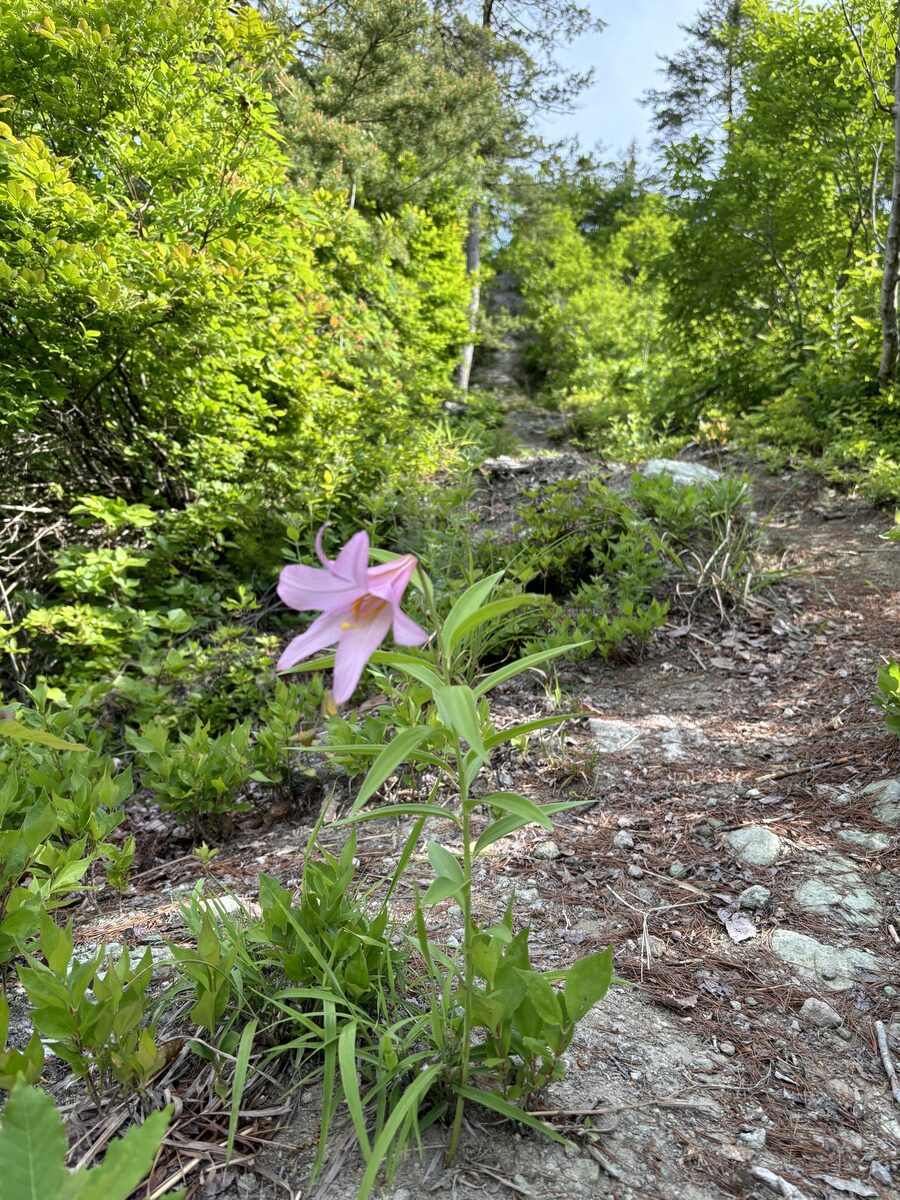 Lilium rubellum
