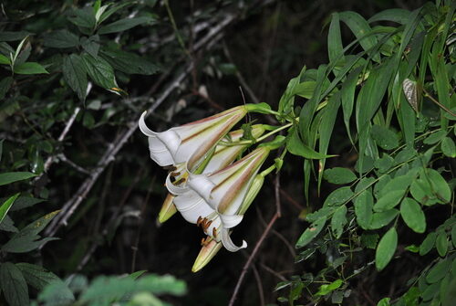 Lilium sargentiae — photo