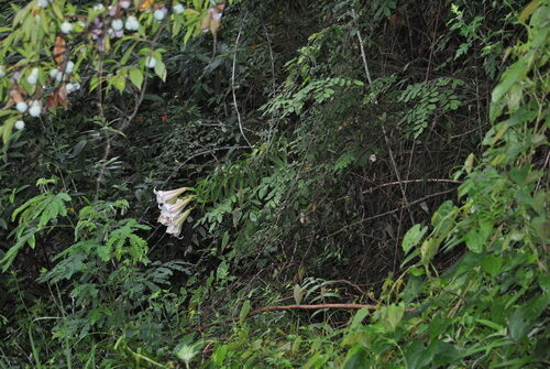 Lilium sargentiae — photo