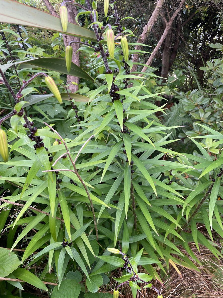 Lilium species - . — photo