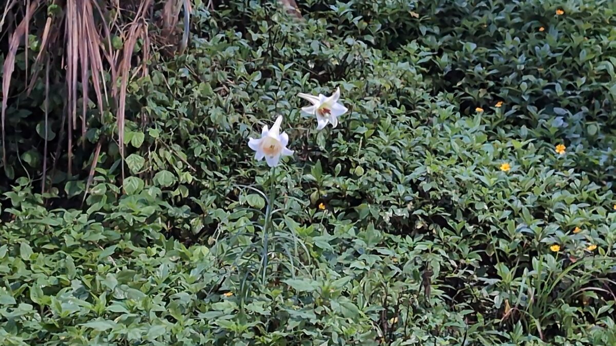 Lilium species - .