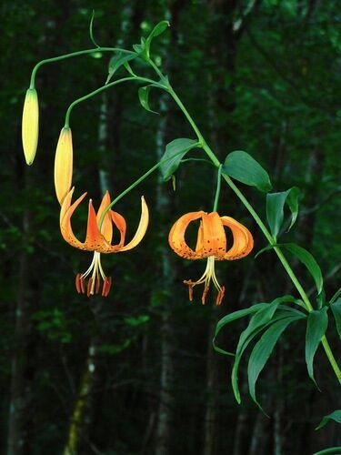 Lilium superbum (Swamp Lily) — photo