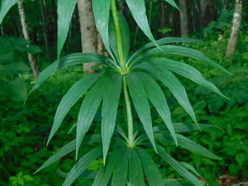 Lilium superbum (Swamp Lily) — photo