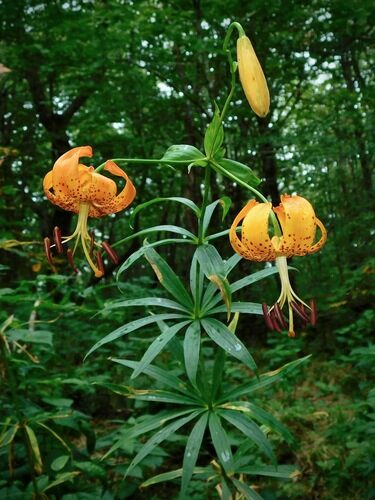 Lilium superbum