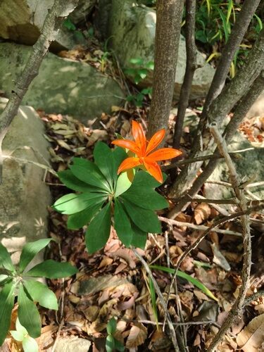 Lilium tsingtauense — photo