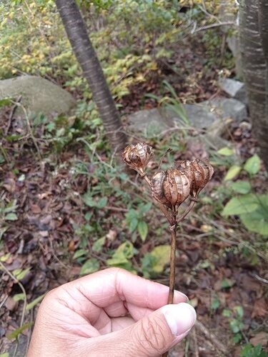 Lilium tsingtauense — photo