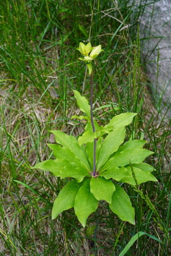 Lilium tsingtauense