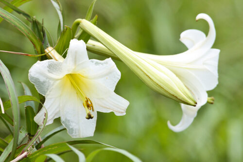 Lilium wallichianum