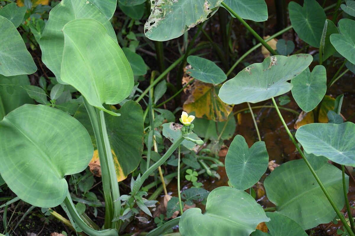 Limnocharis flava - (L.) Buchenau (Sawah Lettuce) — photo
