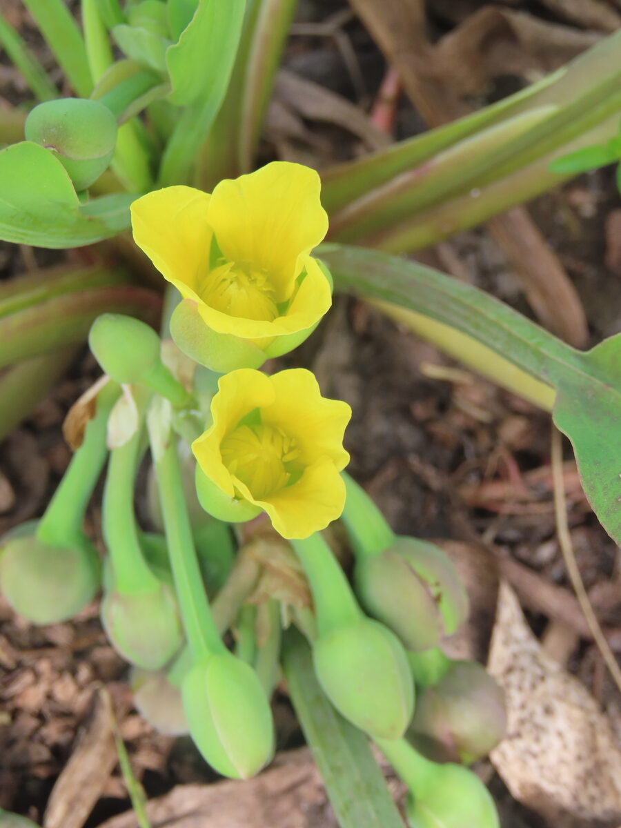Limnocharis flava - (L.) Buchenau (Sawah Lettuce) — photo