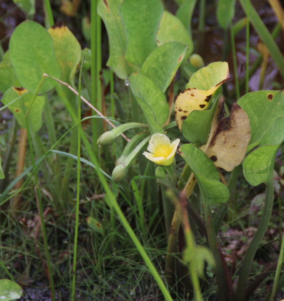 Limnocharis flava - (L.) Buchenau