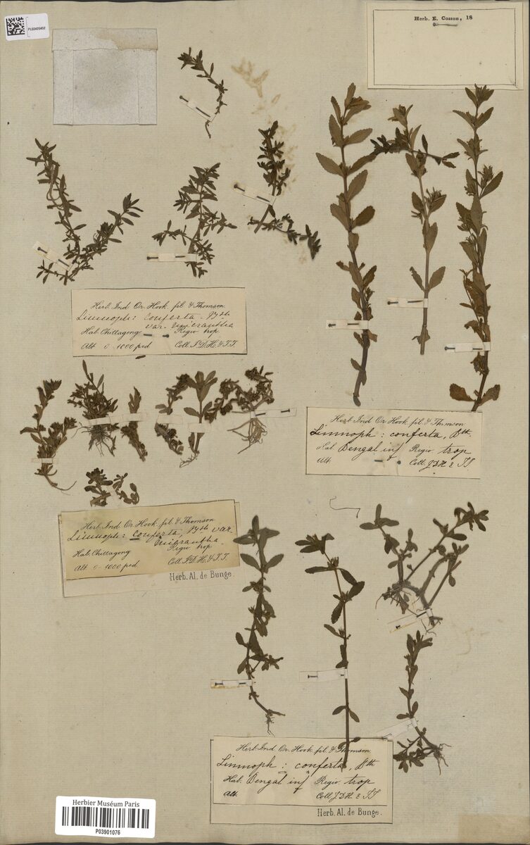 Limnophila conferta — photo