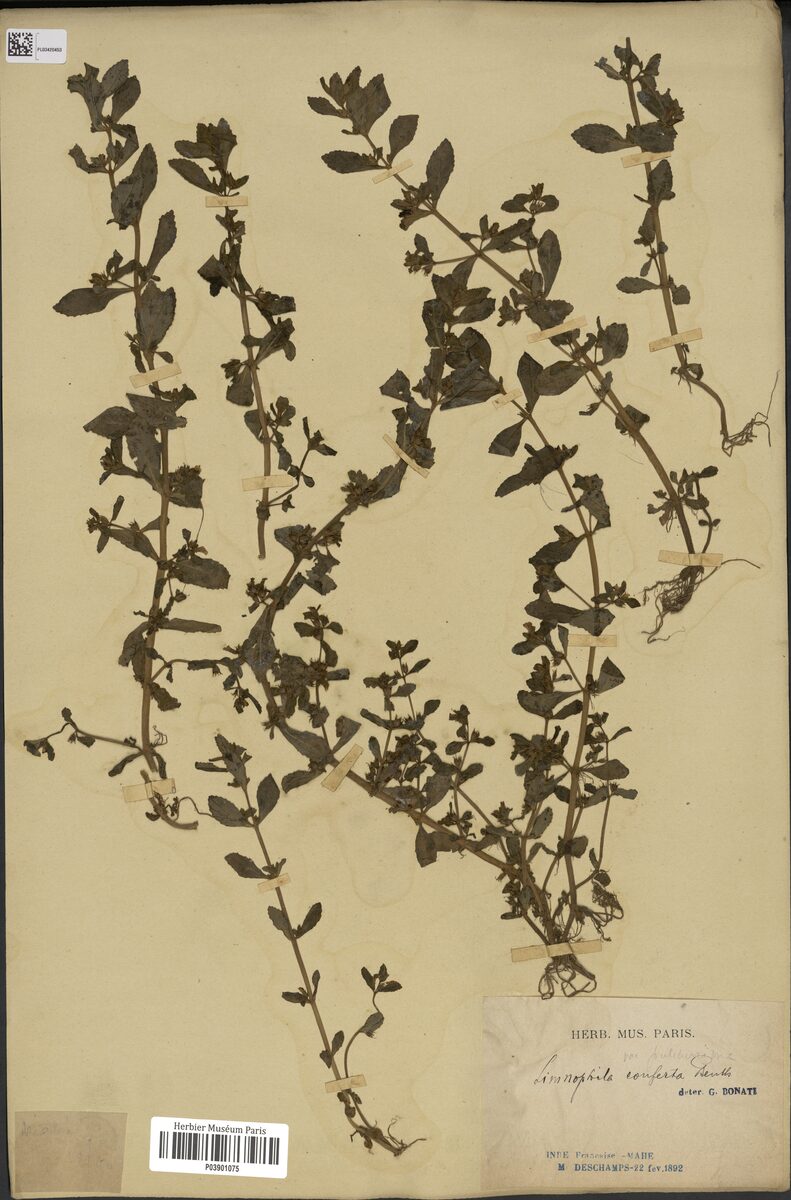 Limnophila conferta