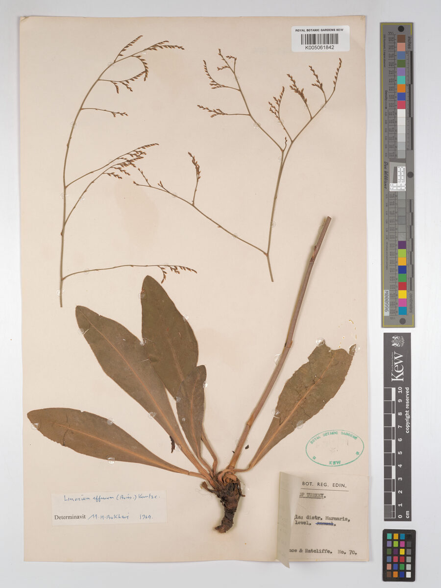Limonium effusum — photo