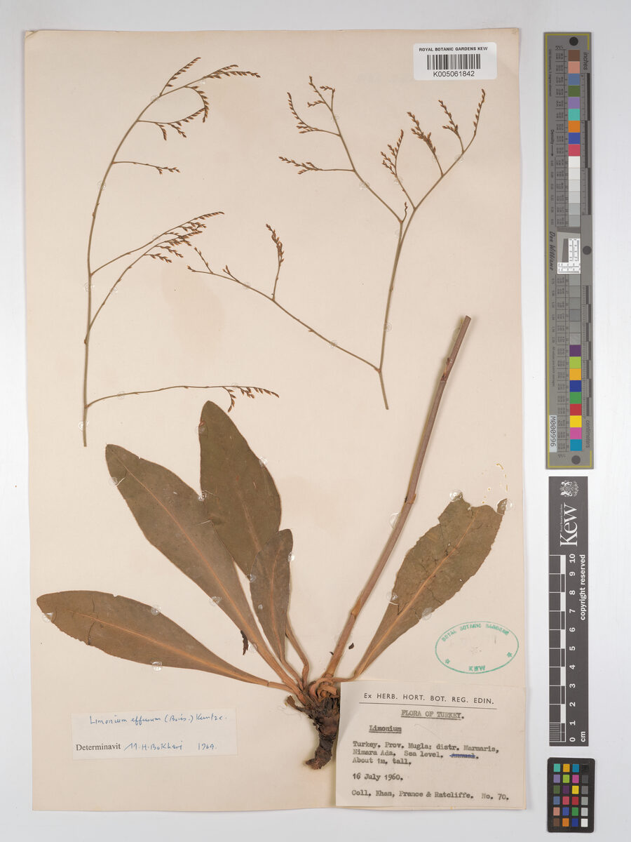 Limonium effusum — photo