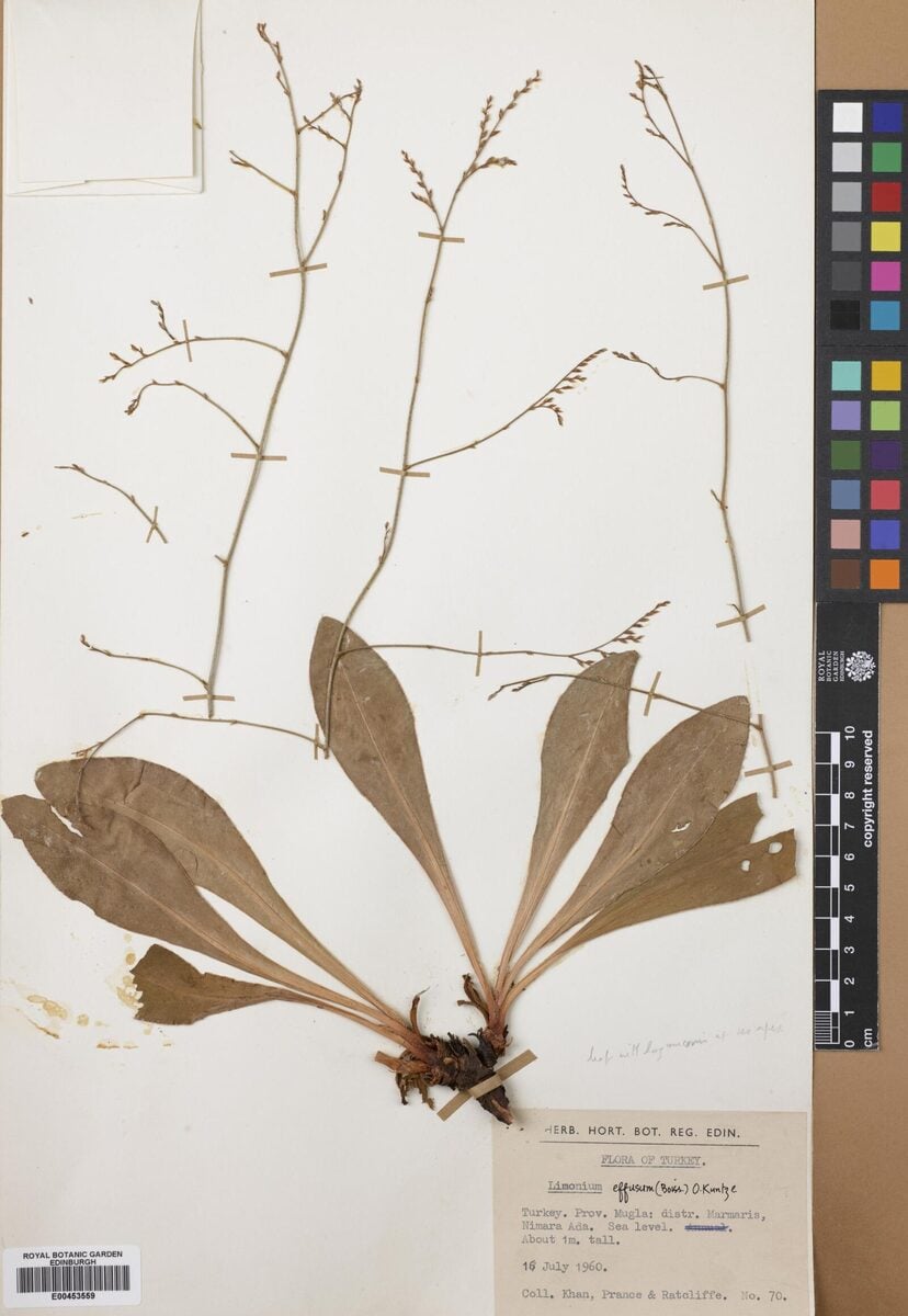 Limonium effusum