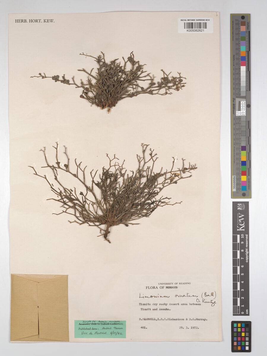 Limonium ornatum - (Ball.)Kuntze. — photo