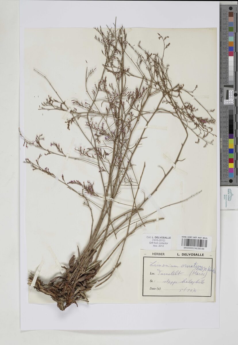 Limonium ornatum - (Ball.)Kuntze. — photo