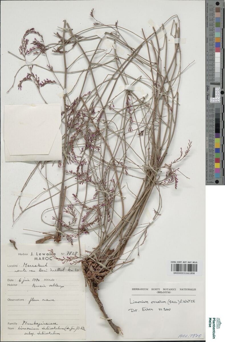 Limonium ornatum - (Ball.)Kuntze.