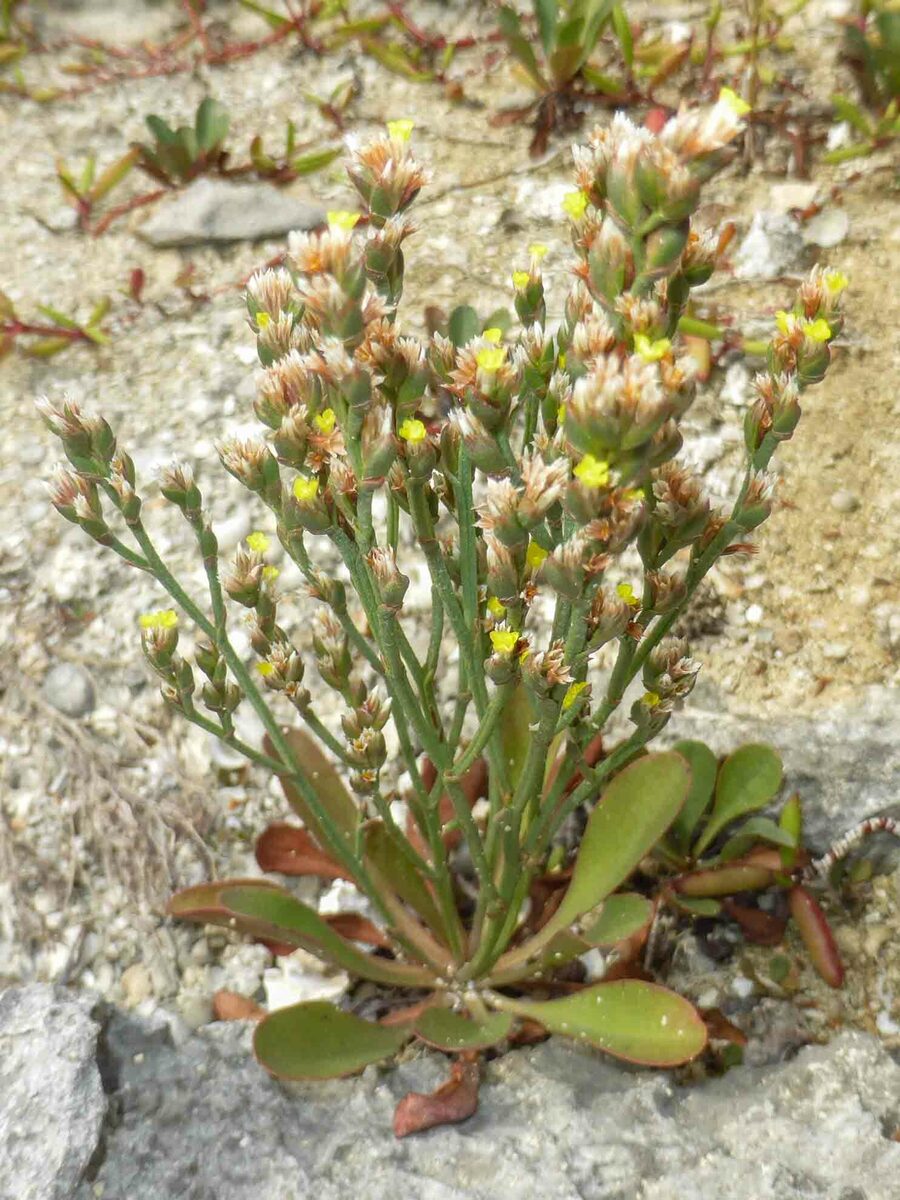 Limonium tetragonum - (Thunb.)A.A.Bull. — photo