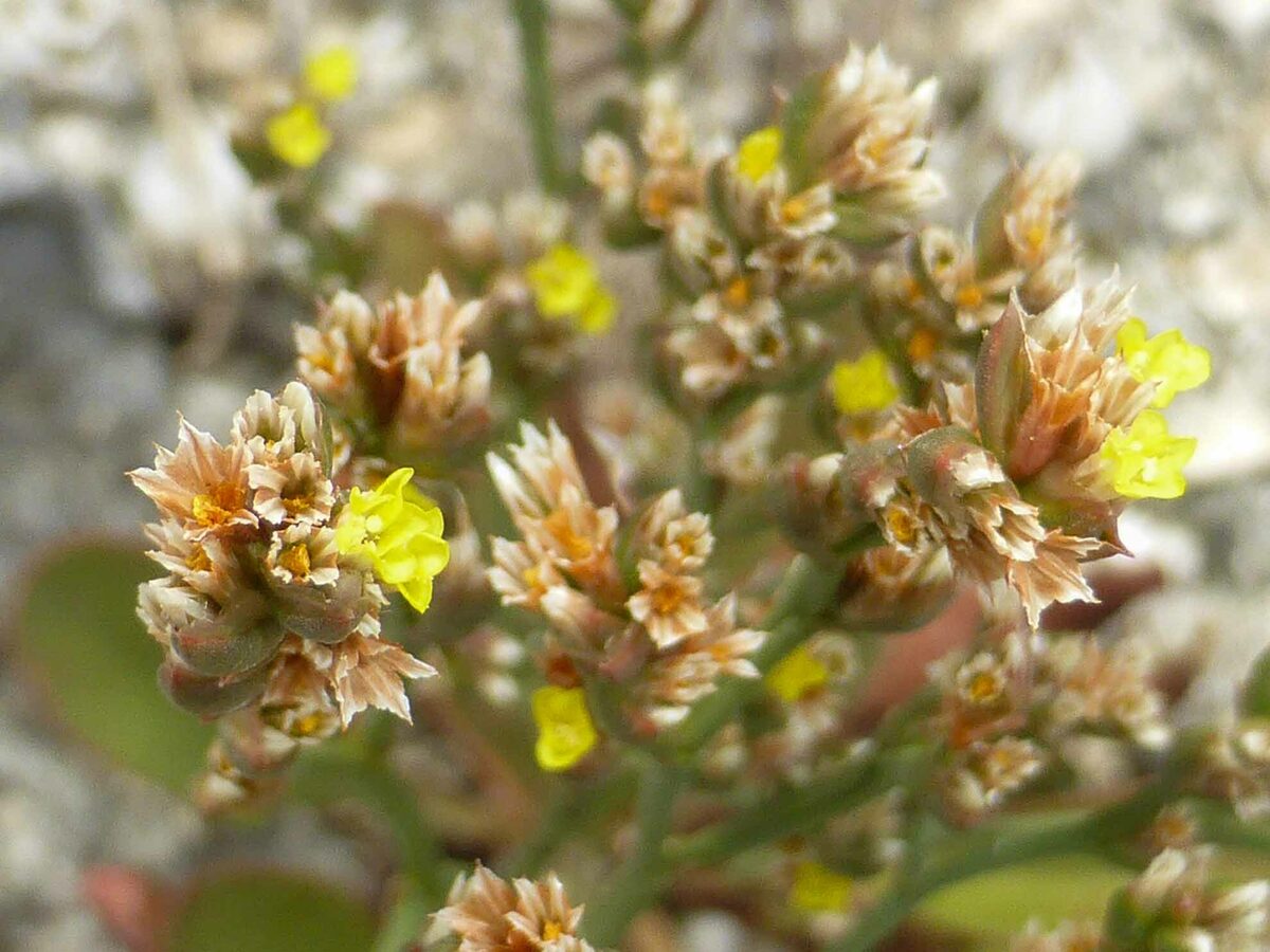 Limonium tetragonum - (Thunb.)A.A.Bull.
