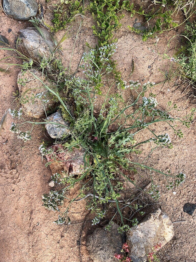 Limonium thouinii - (Viv.)Kuntze. — photo