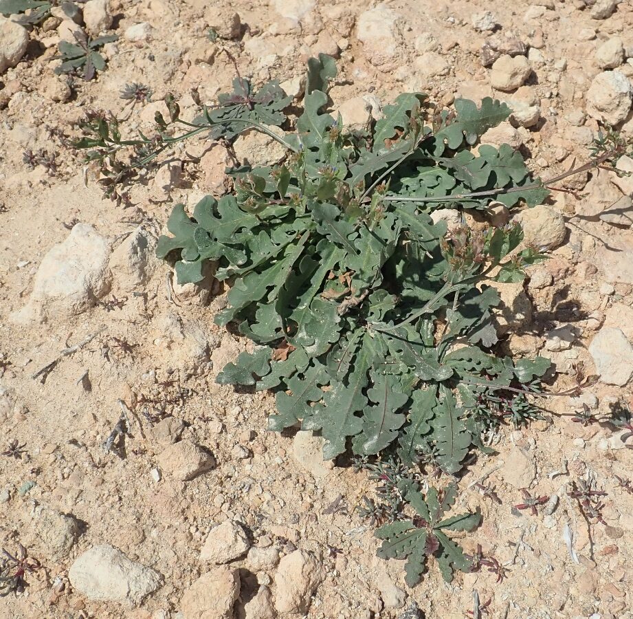 Limonium thouinii - (Viv.)Kuntze.