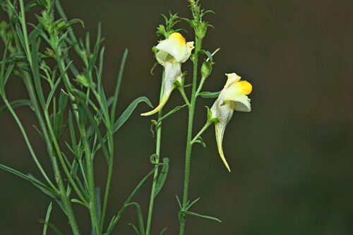 Linaria vulgaris (Yellow Toadflax) — photo