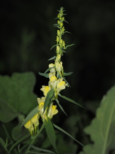 Linaria vulgaris (Yellow Toadflax) — photo