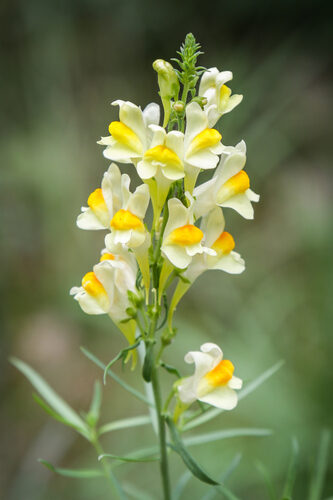 Linaria vulgaris