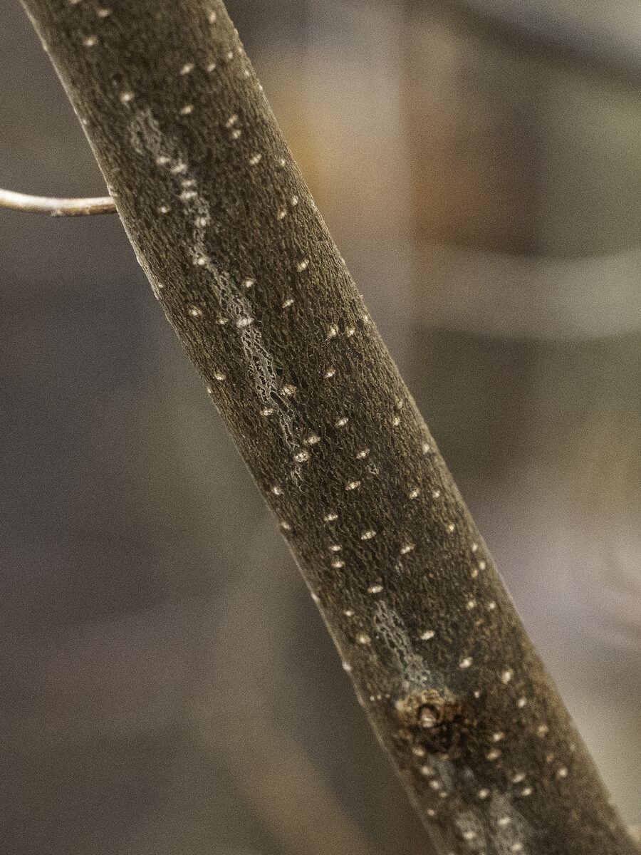 Lindera benzoin - (L.)Blume. (Spice Bush) — photo