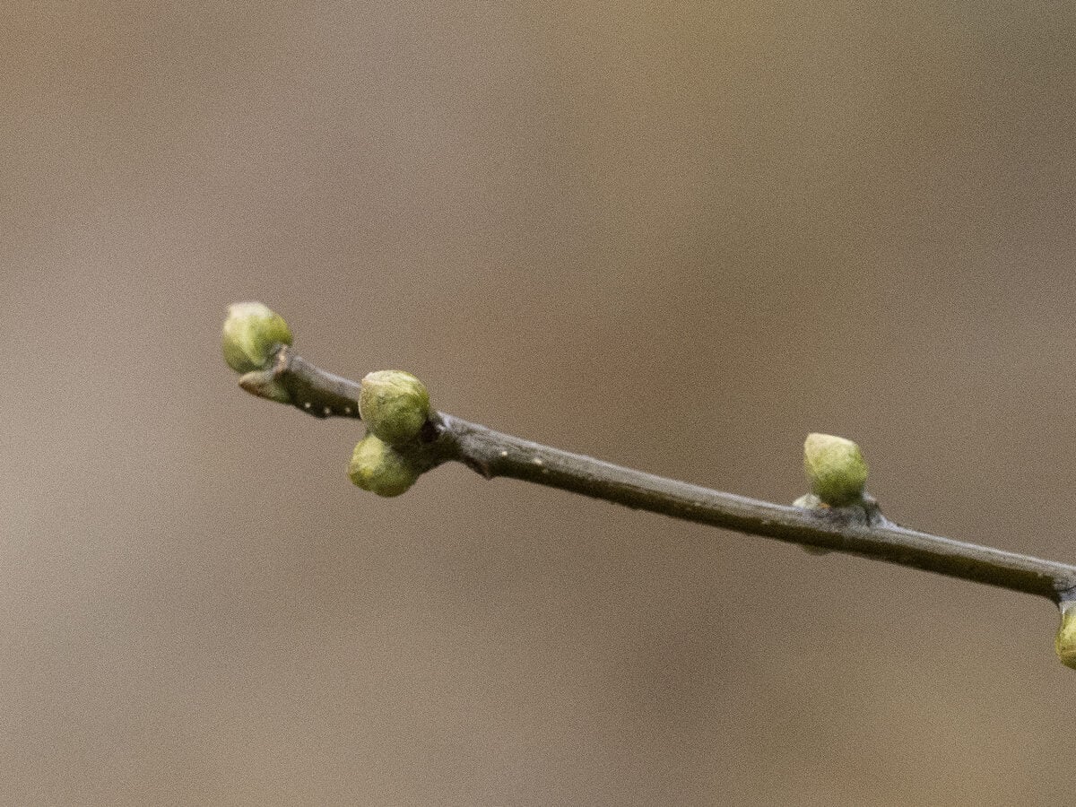Lindera benzoin - (L.)Blume. (Spice Bush) — photo