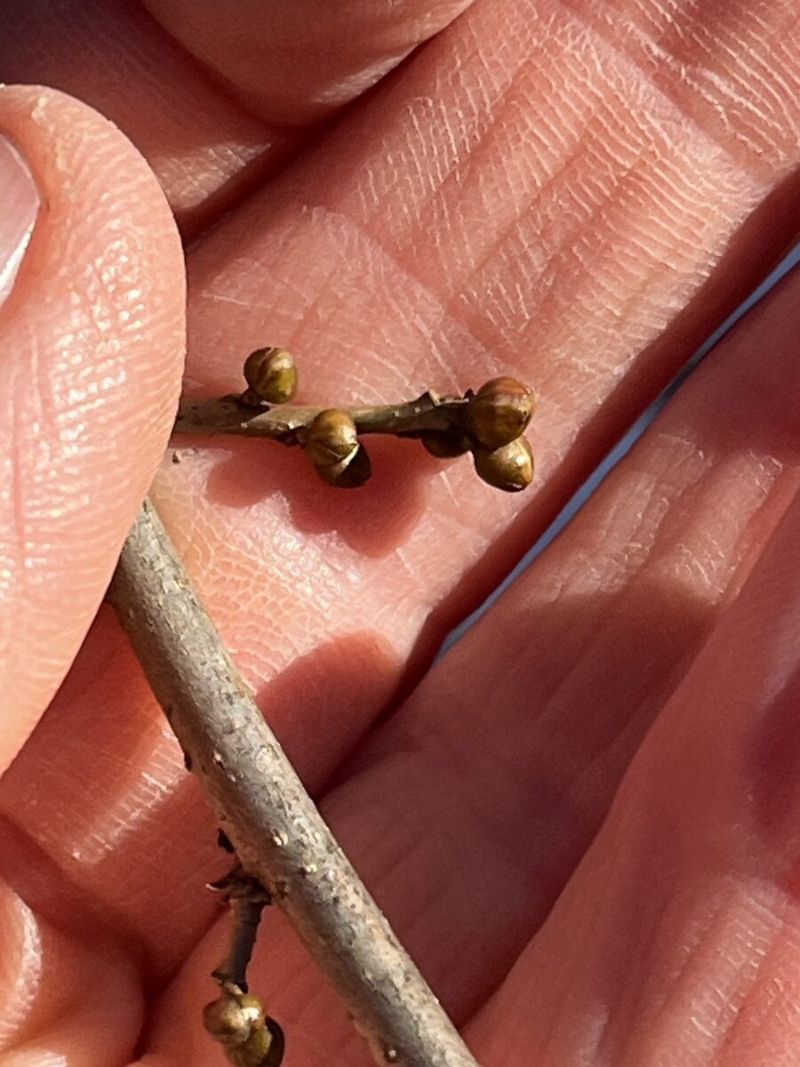 Lindera benzoin - (L.)Blume.