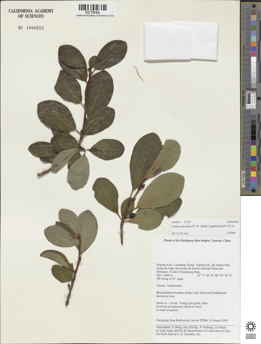 Lindera kariensis — photo