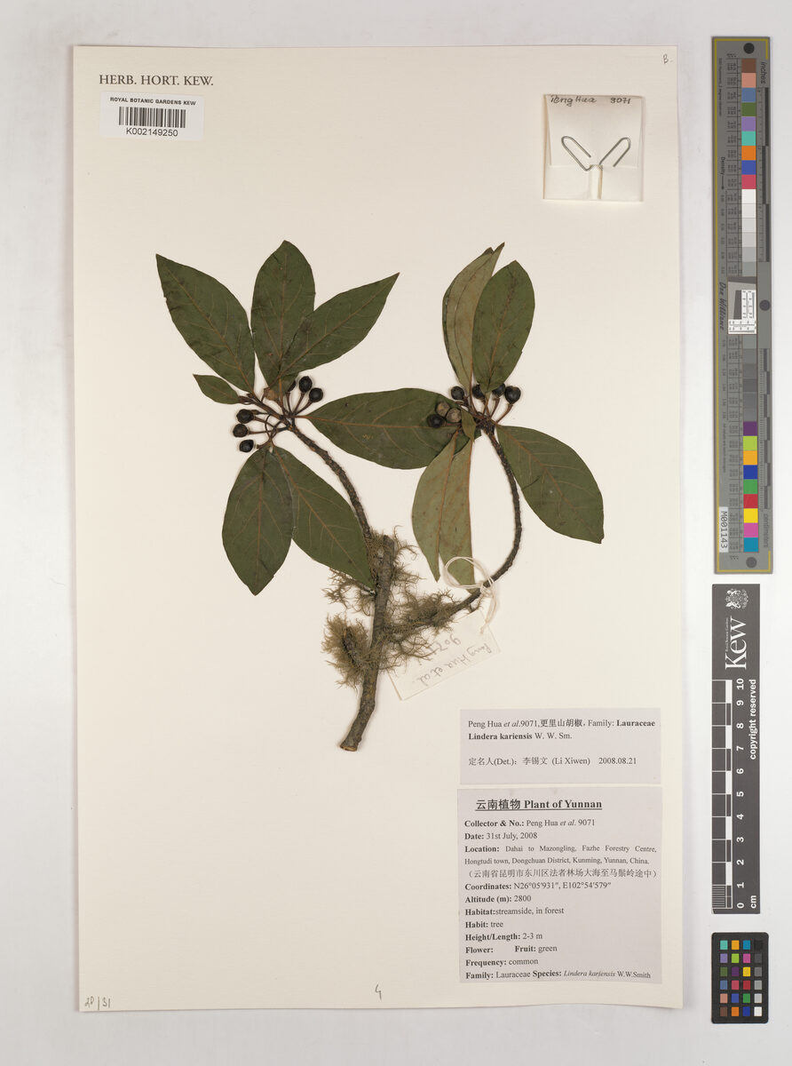 Lindera kariensis