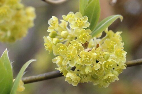 Lindera umbellata — photo