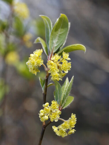 Lindera umbellata — photo