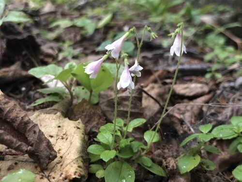 Linnaea borealis (Twinflower) — photo