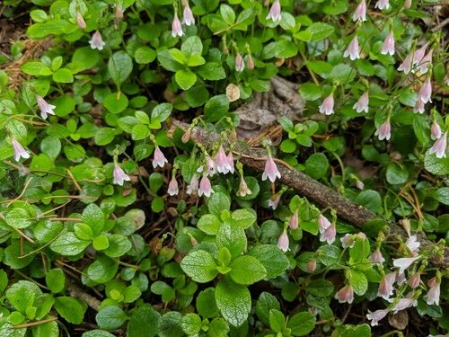 Linnaea borealis (Twinflower) — photo