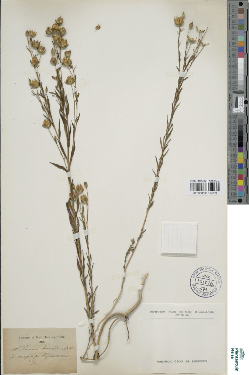 Linum humile — photo