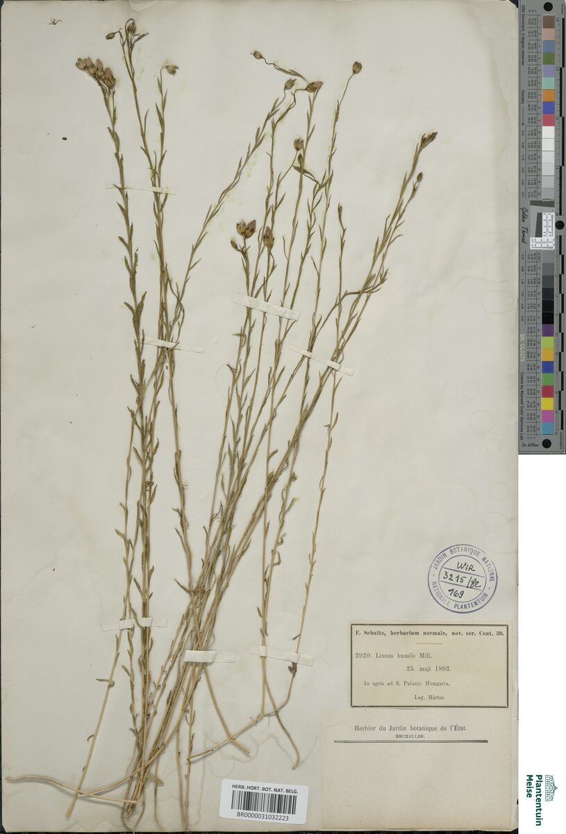 Linum humile