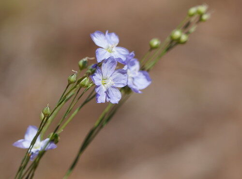 Linum marginale (Native Flax) — photo