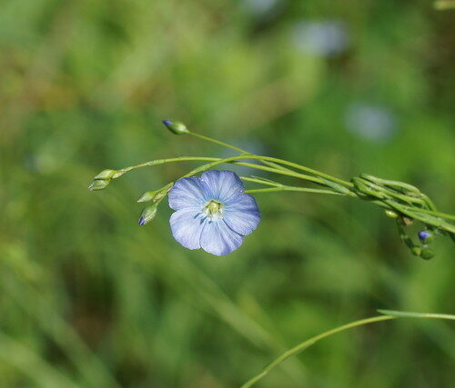 Linum marginale (Native Flax) — photo