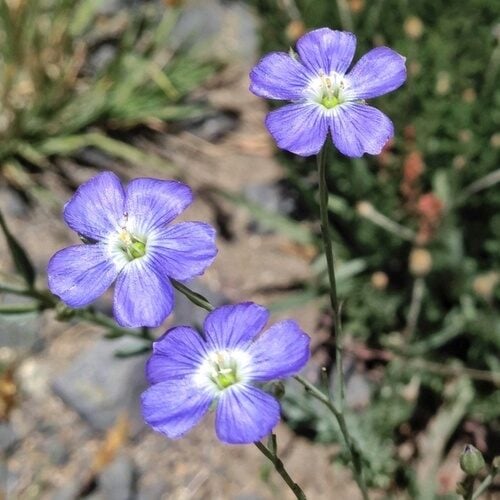 Linum marginale