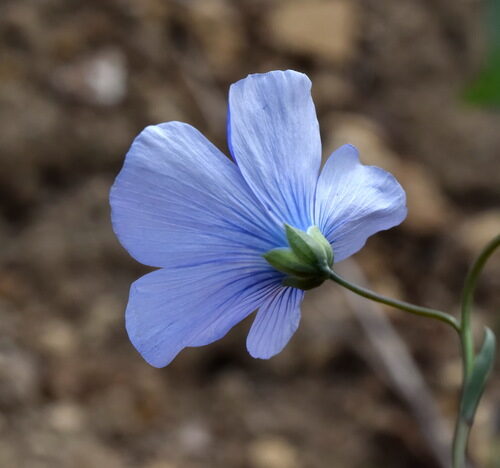 Linum perenne (Perennial Flax) — photo