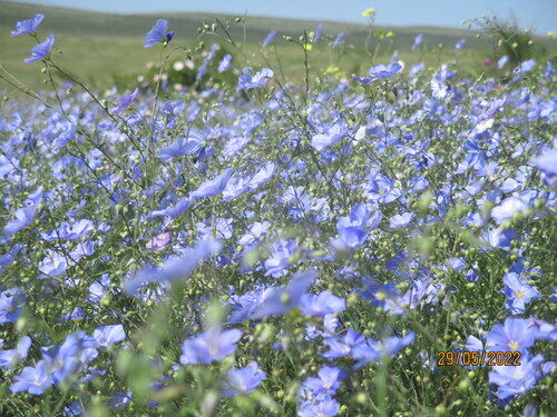 Linum perenne (Perennial Flax) — photo