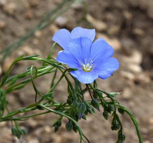 Linum perenne